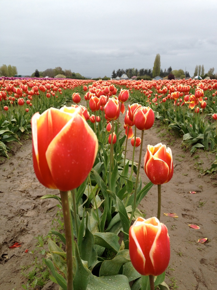 Tulip festival, April, Skagit, WA. Okay, this is not in Vancouver but too pretty to exclude it. Don't you think?